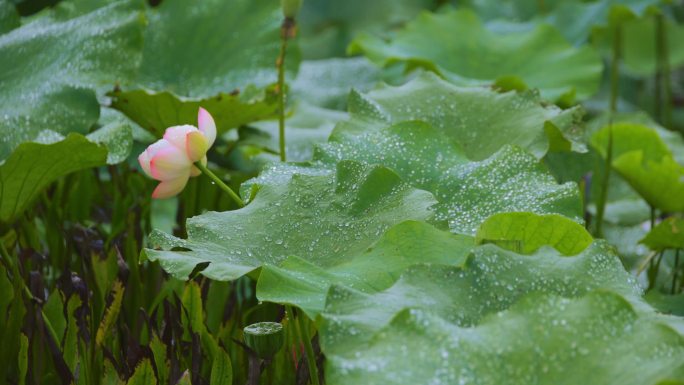 雨打荷花4k