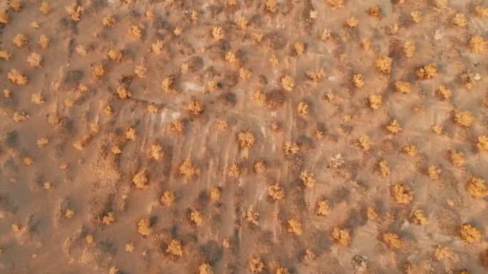 航拍阿拉善巴丹吉林沙漠治理梭梭树林