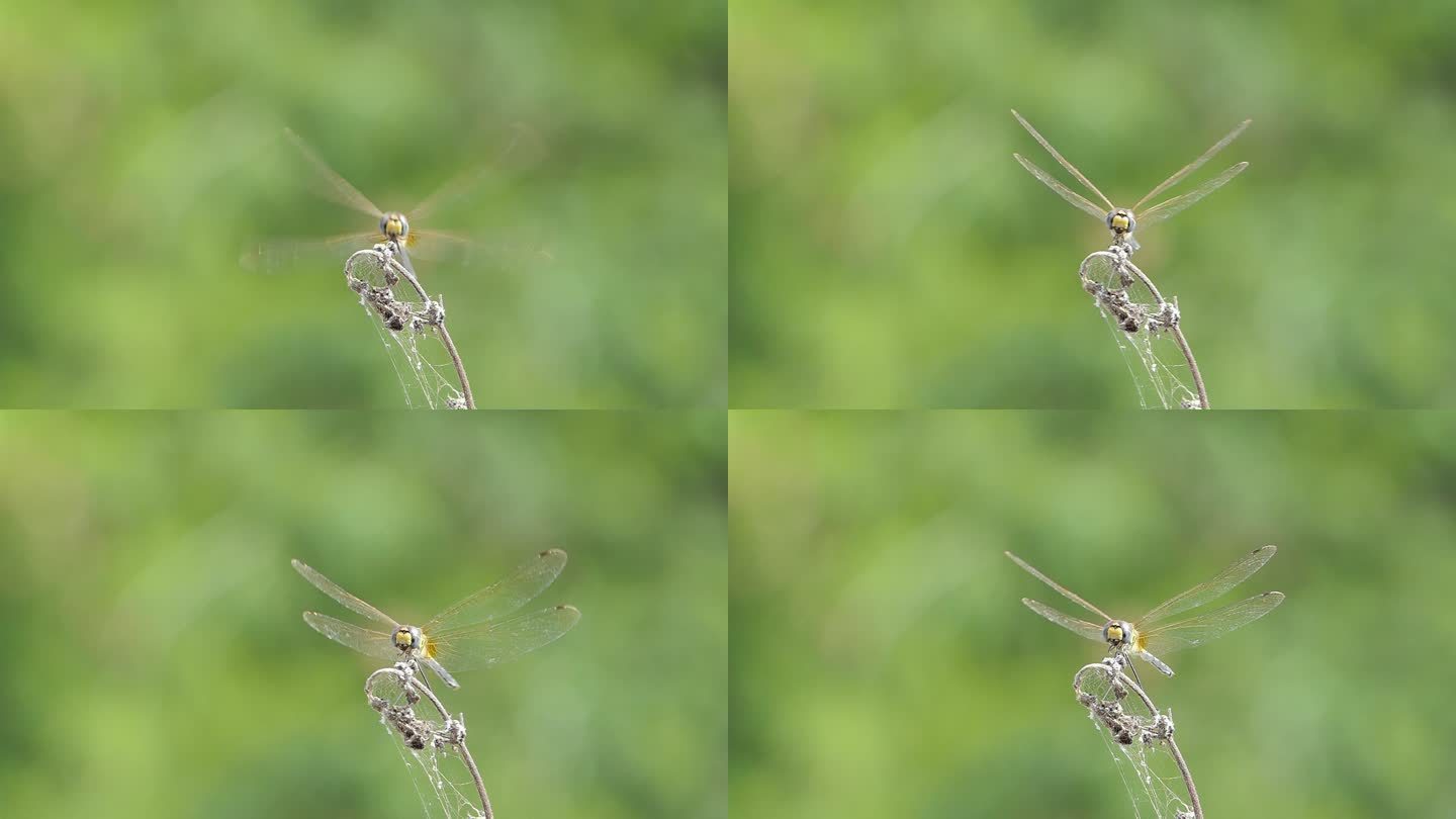 蜻蜓飞行的慢动作。
