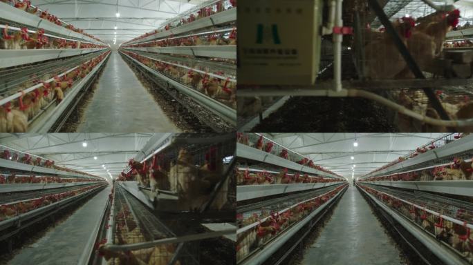 现代化养鸡厂2