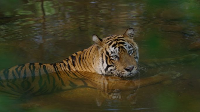 一只美丽的孟加拉虎（虎豹）在水洞里慢动作放松