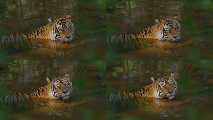 一只美丽的孟加拉虎（虎豹）在水洞里慢动作放松