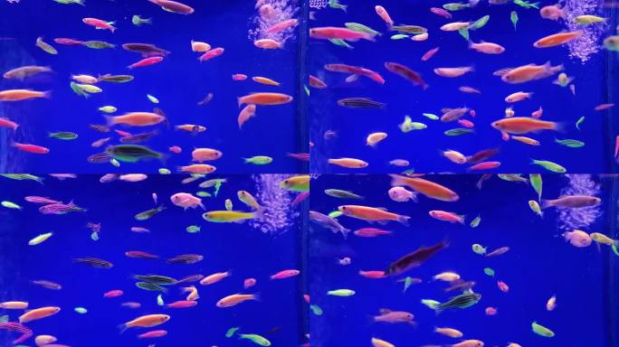 梦幻海洋蓝色彩色小鱼游泳素材3