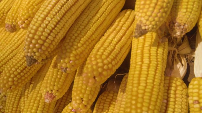 升格玉米丰收农产品秋收乡村振兴生态农业