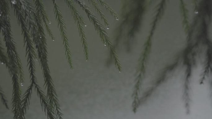 雨后柏树上的雨珠02