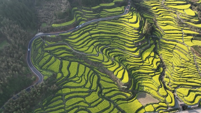 婺源 江岭 油菜花