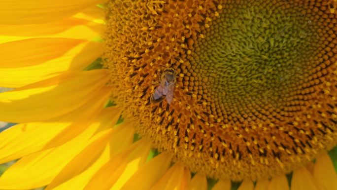 蜜蜂采集向日葵花蜜时携带花粉