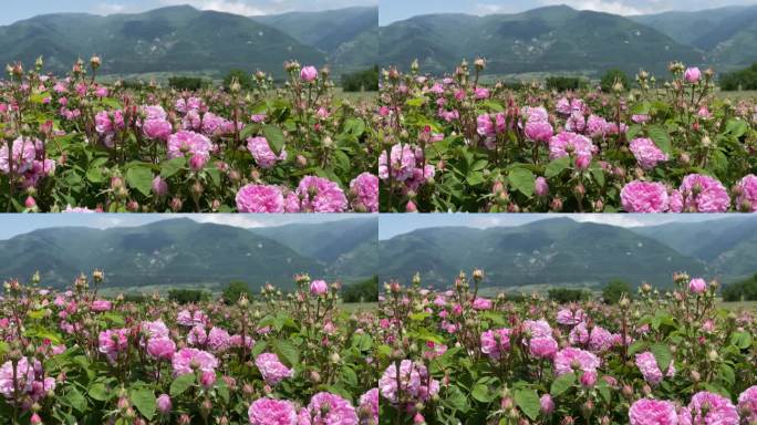 4K近距离拍摄盛开的粉色锦缎油玫瑰灌木，山景