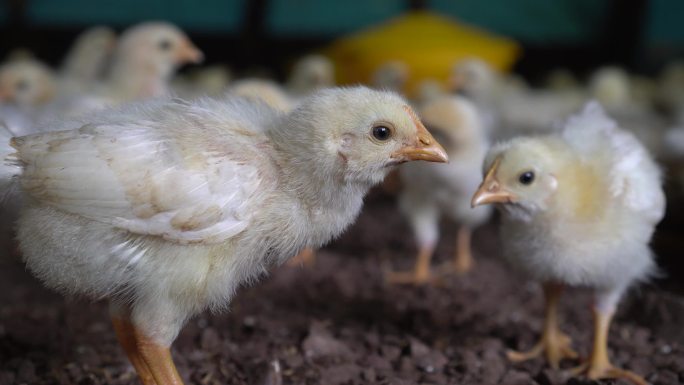 农场养鸡视频养殖场里的鸡苗饲料杂交新品种