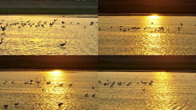 鄱阳湖夕阳下的候鸟白鹭觅食4K