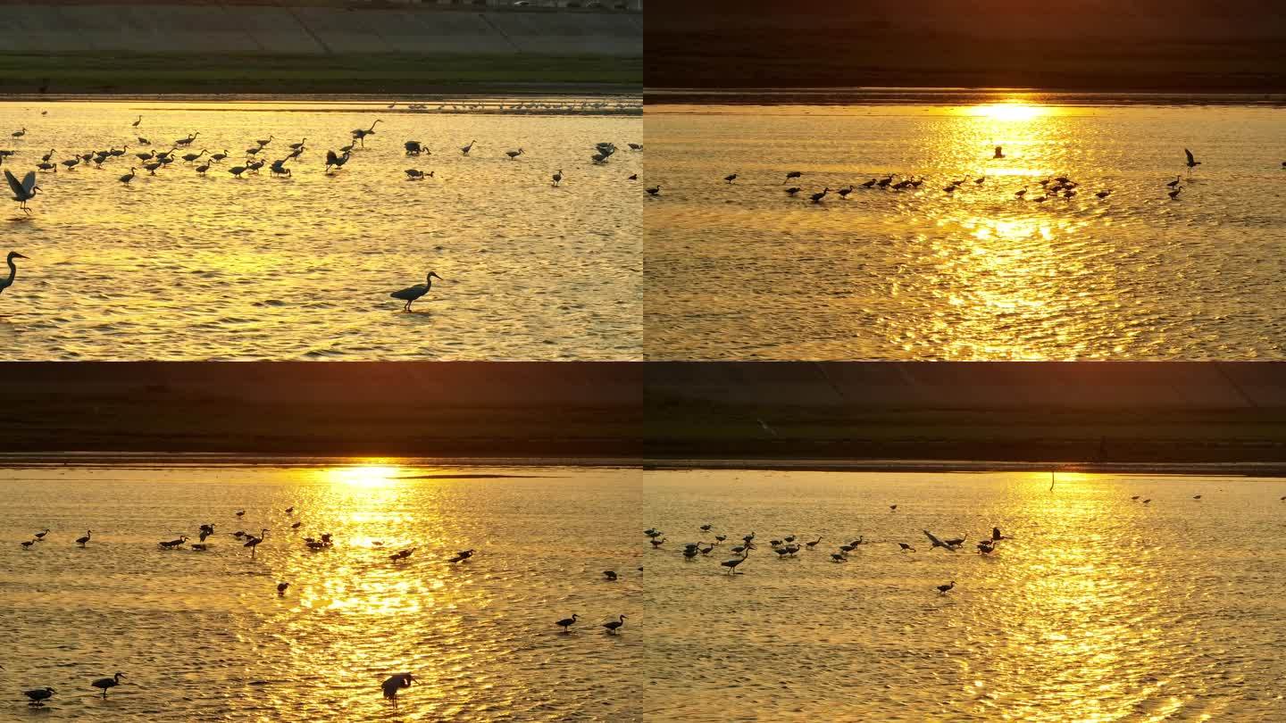 鄱阳湖夕阳下的候鸟白鹭觅食4K