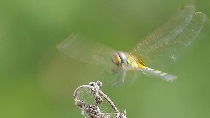 蜻蜓飞行的慢动作。