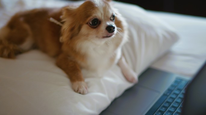 吉娃娃看狗笔记本电脑屏幕