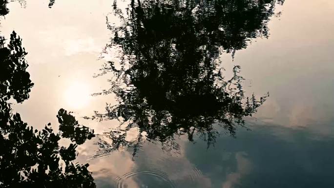 湖中夕阳树枝倒影实拍视频