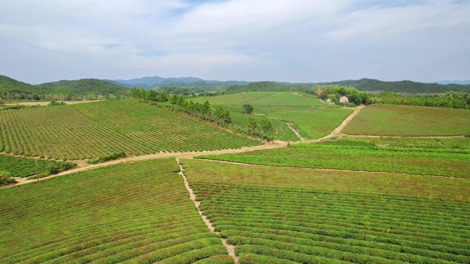 航拍山地生态绿茶园