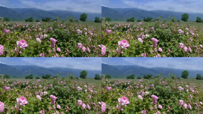 4K盛开的锦缎油玫瑰灌木，山地背景