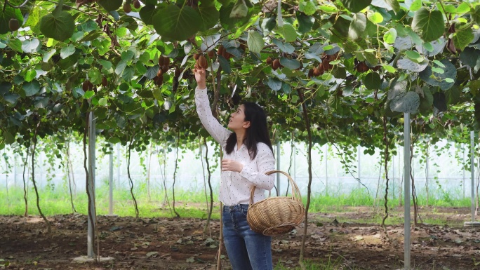 年轻女子挎着竹篮在大棚水果园采摘猕猴桃