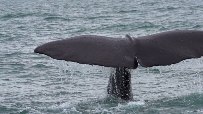 慢动作：鲸鱼尾巴升格大海大鱼