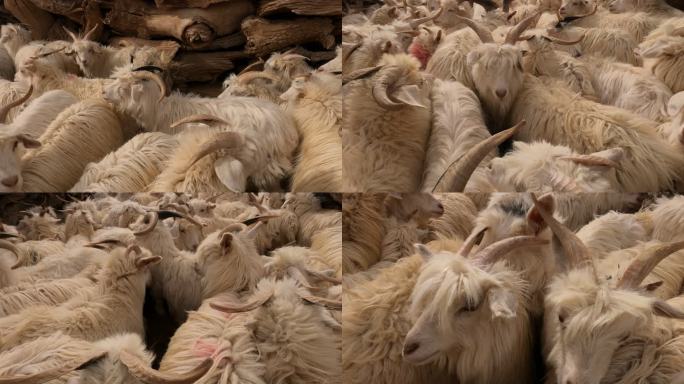 羊圈挤满了山羊