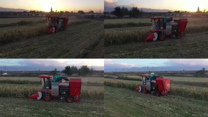 夕阳西下收割机在农村田野收割玉米