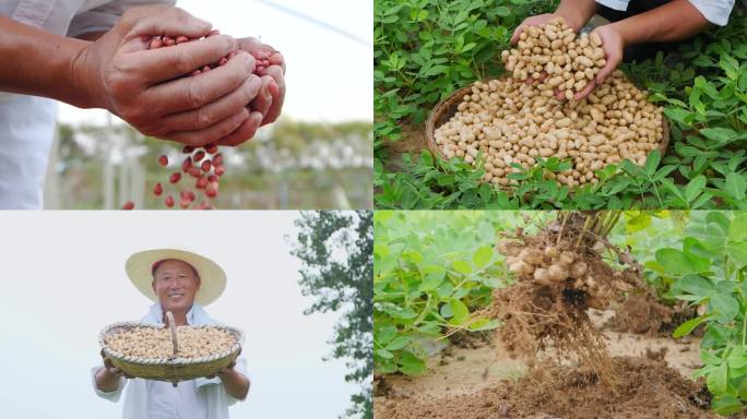 花生种植