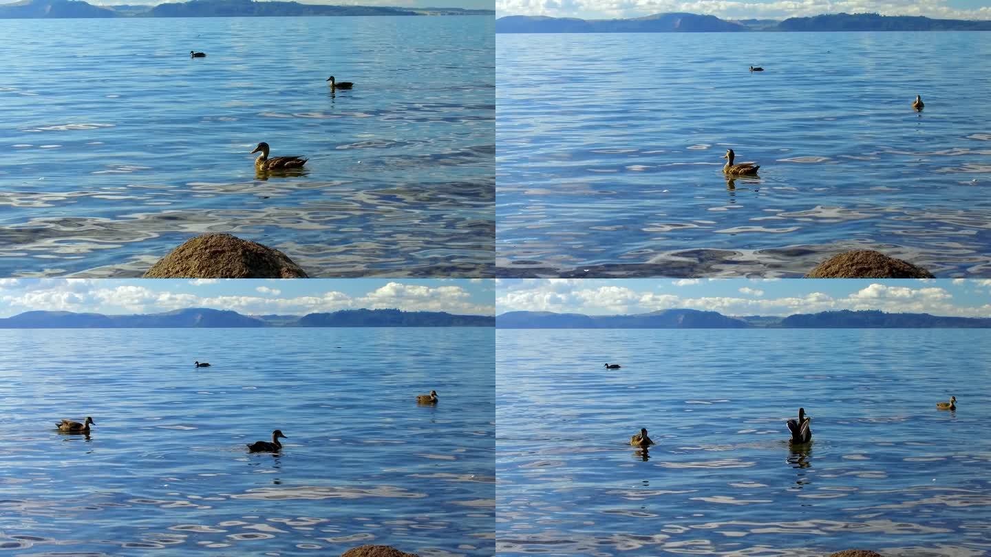 陶波湖海滨野鸭子水鸭