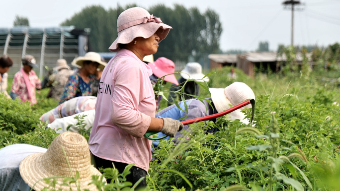 中国供销合作社农场员工劳动