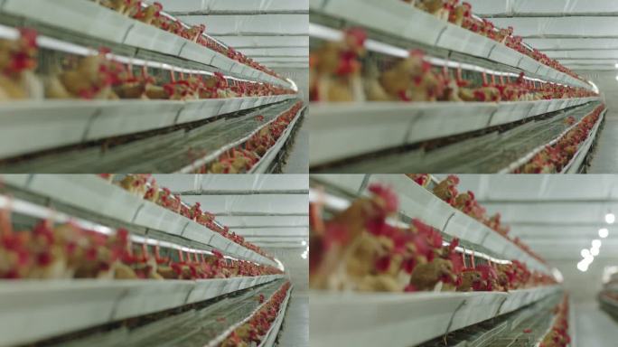 现代化养鸡厂3