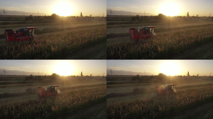 夕阳下收割机在乡间田里收割玉米