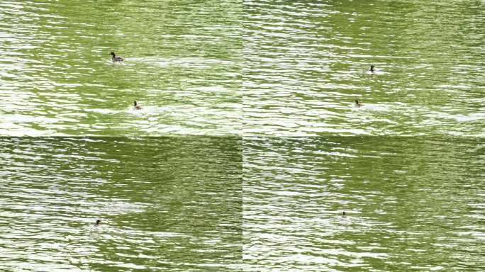 公园人工湖内野鸭游泳