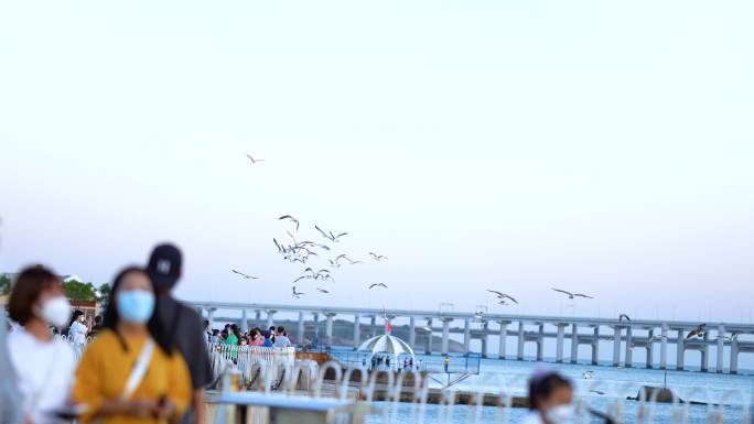 大连星海广场 海鸥  跨海大桥 大连海边