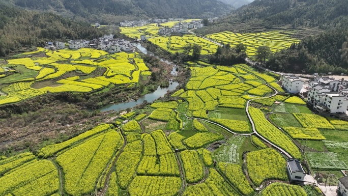 婺源 江岭 油菜花