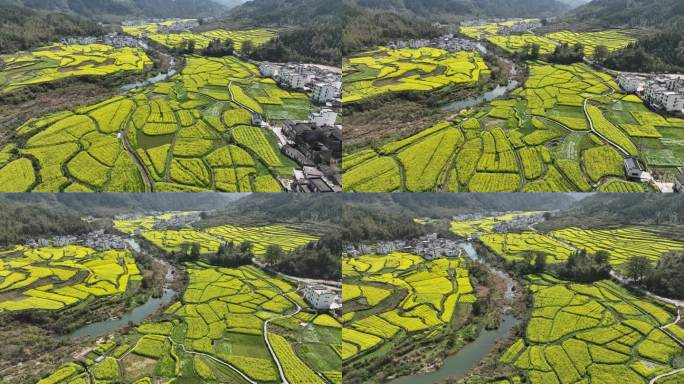 婺源 江岭 油菜花