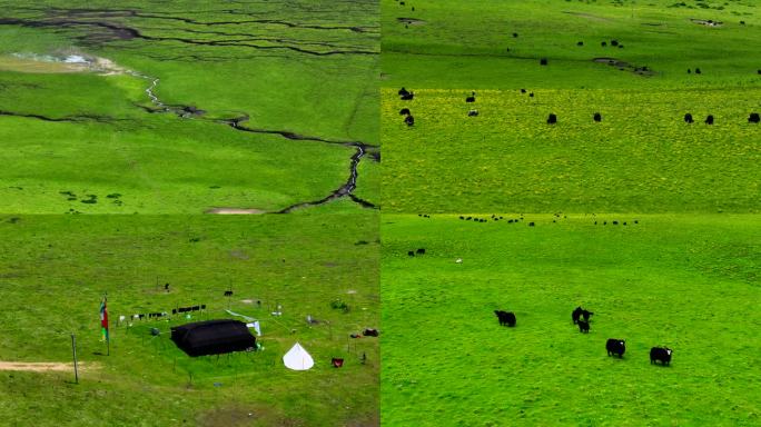 4K航拍红原阿坝广阔的草原 成群的牦牛