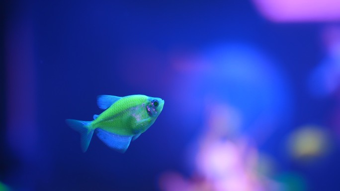水族馆霓虹鱼金鱼深海鱼鱼缸里游泳的鱼