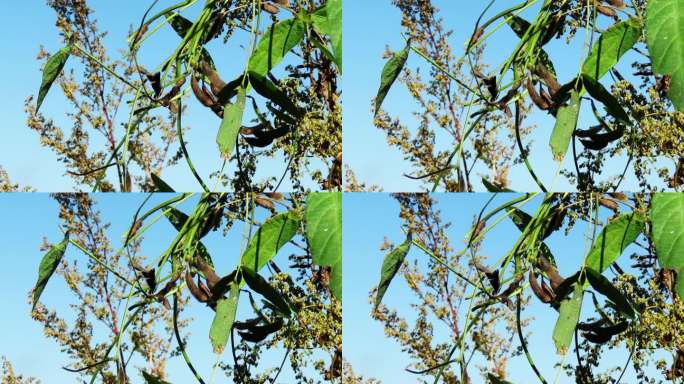 野大豆果实成熟