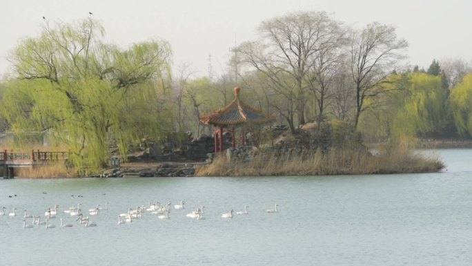 一群白天鹅在湖中游泳的视频