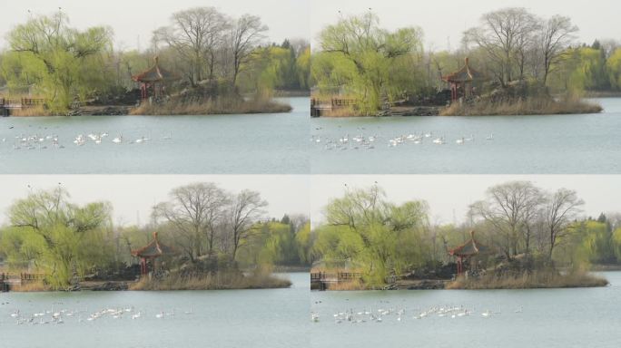 一群白天鹅在湖中游泳的视频