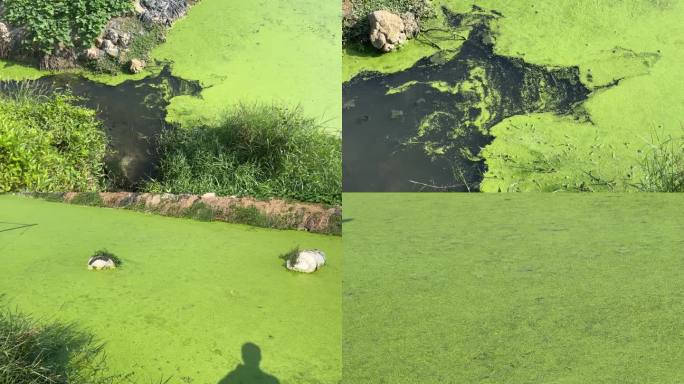 水污染绿藻水污染富营养化灌溉水污染