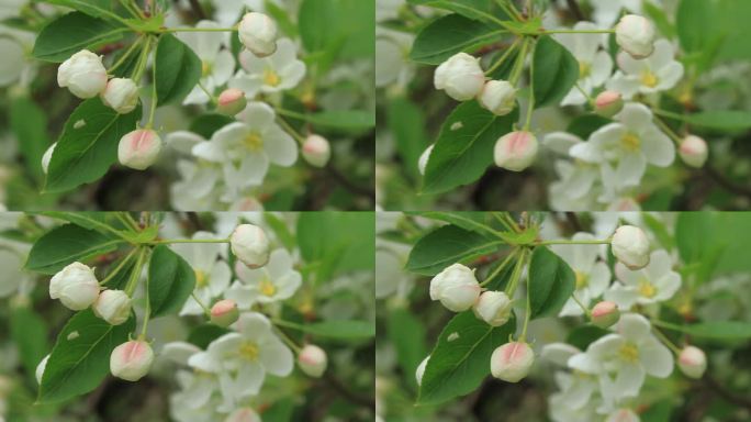 大兴安岭春季山荆子花