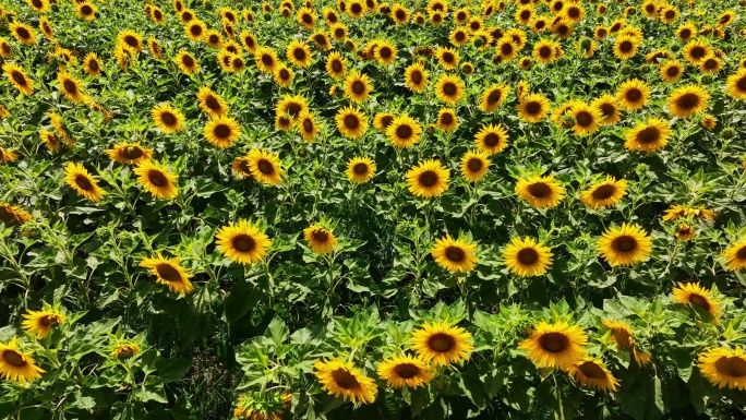 向日葵花田升格