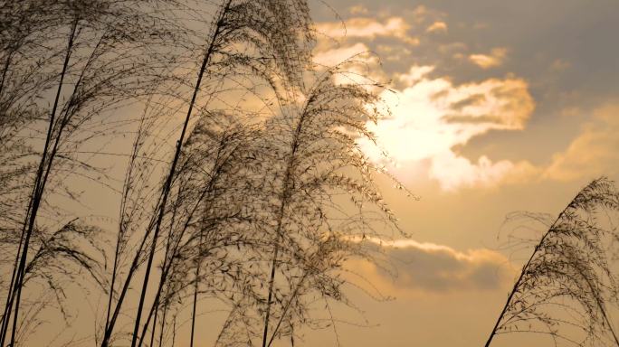 芦苇意境空镜头