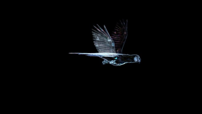 科技全息鹦鹉飞舞动画透明通道素材