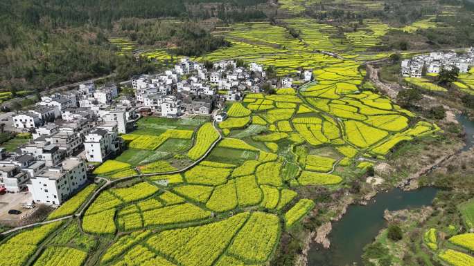 婺源 江岭 油菜花