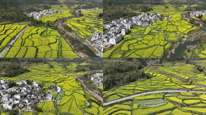 婺源 江岭 油菜花