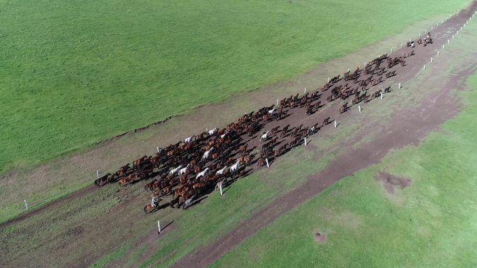 甘肃张掖山丹军马场航拍