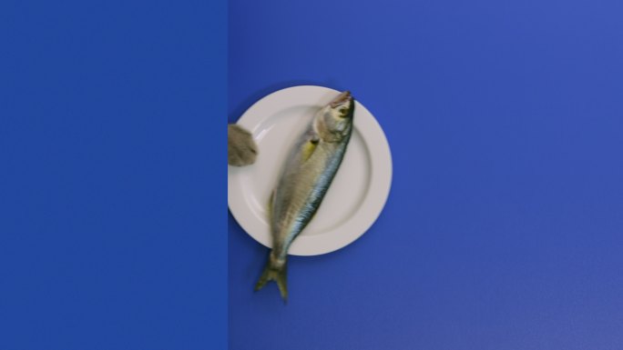 非常美味的鱼。饥饿的猫拉着白色的盘子，吃着一条鱼。英国短毛猫