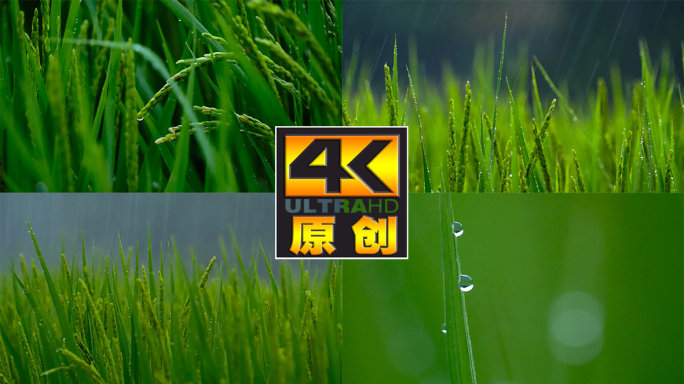 雨中的稻穗水稻特写阳光雨露水珠田野