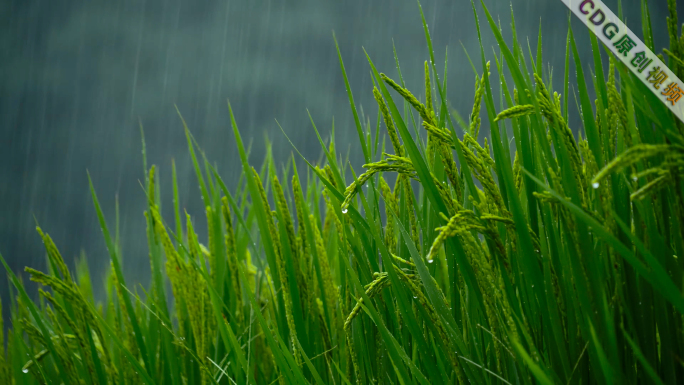 雨中的稻穗水稻特写阳光雨露水珠田野