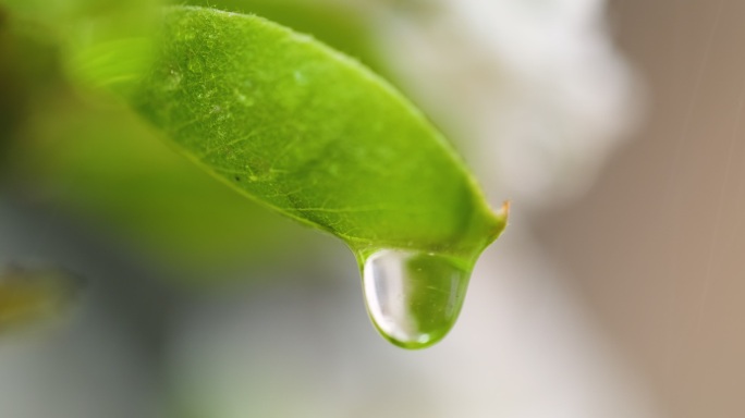 雨后，水滴落在自然界的梨花上